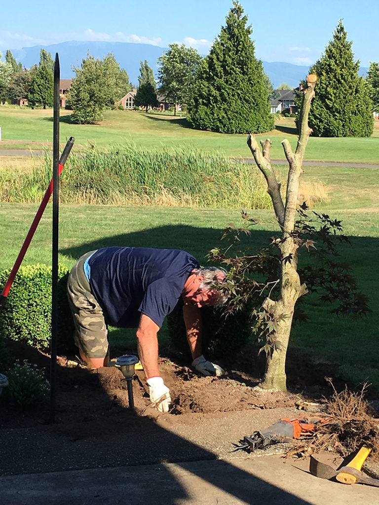 Digging out the Japanese maple at the Lynden condo