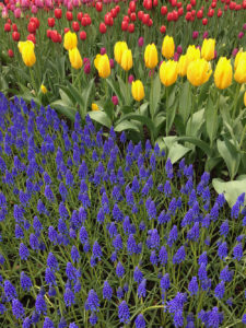 Tulips at the Skagit Tulip Festival