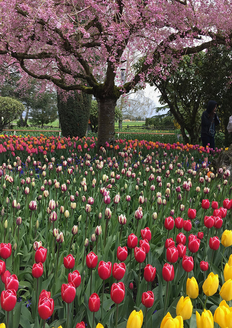 Skagit County Tulip Festival